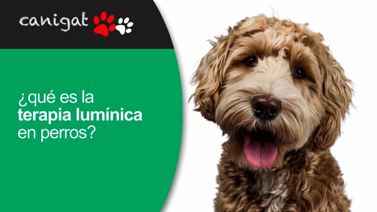 ¿qué es la terapia lumínica en perros?