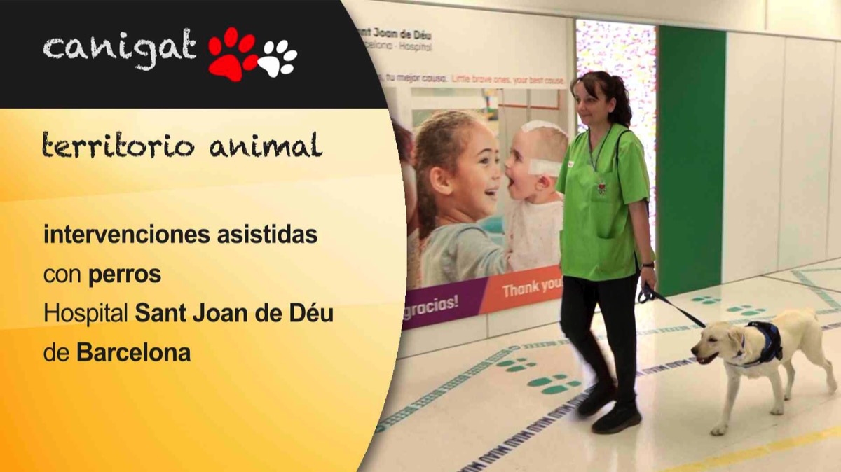 Intervenciones asistidas con perros en el Hospital Sant Joan de Déu de Barcelona