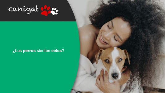  ¿Los perros sienten celos?
