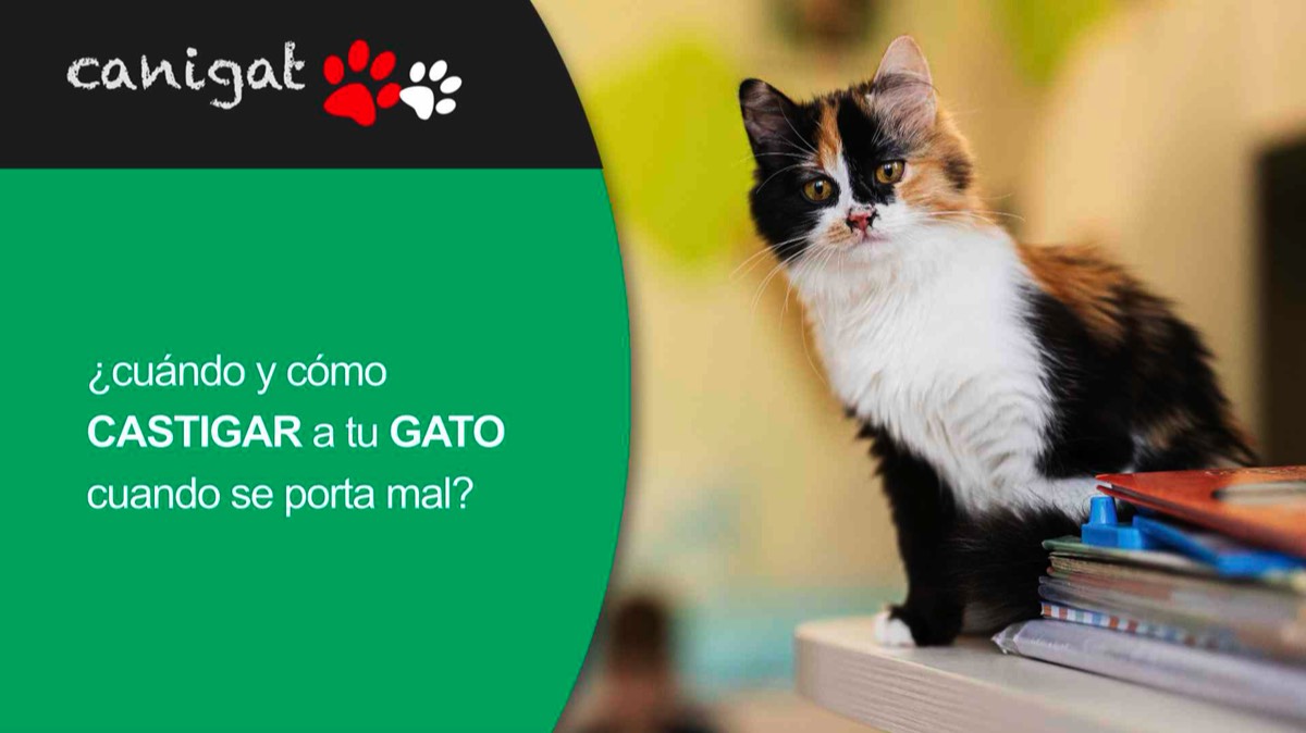 ¿Cuándo y cómo CASTIGAR a tu GATO cuando SE PORTA MAL?