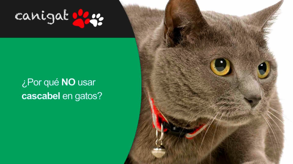 ¿Por qué NO usar cascabel en gatos?