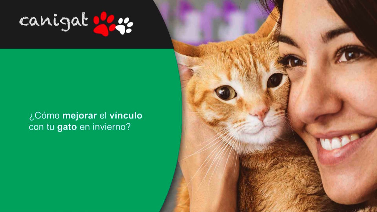 Cómo mejorar el vínculo con tu gato en invierno