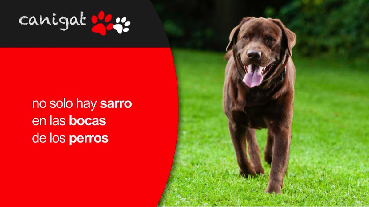 no solo hay sarro en las bocas de los perros