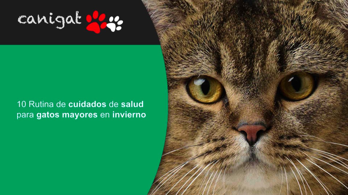 Rutina de cuidados de salud para gatos mayores en invierno
