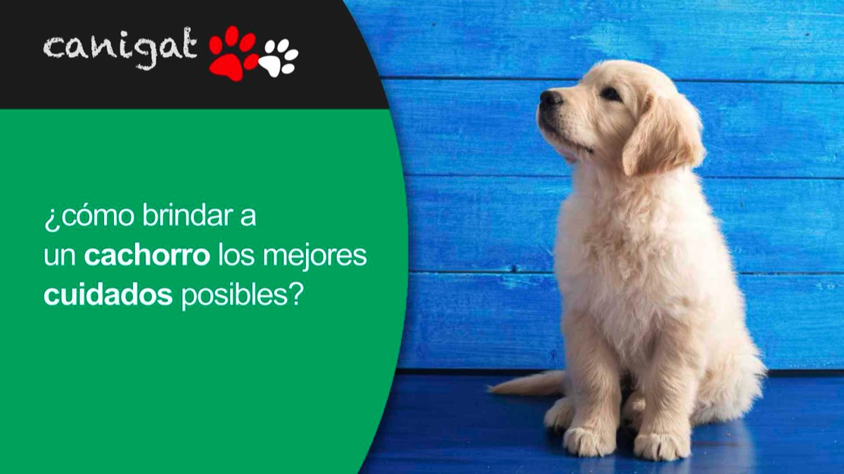 ¿cómo brindar a un cachorro los mejores cuidados posibles?