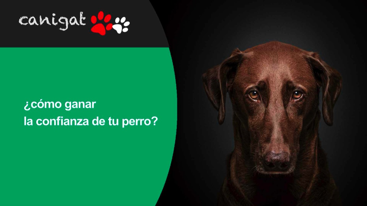 ¿cómo ganar la confianza de tu perro?