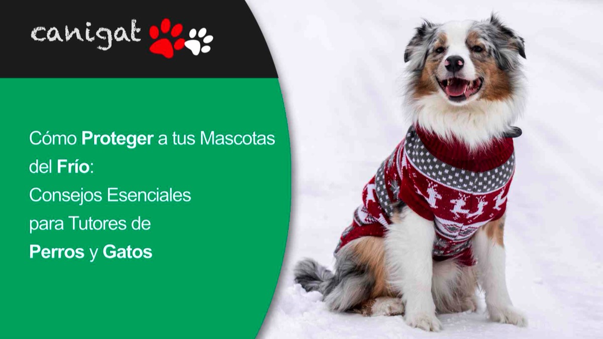 ¿Cómo Proteger a tus Mascotas del Frío? Consejos Esenciales para Tutores de Perros y Gatos
