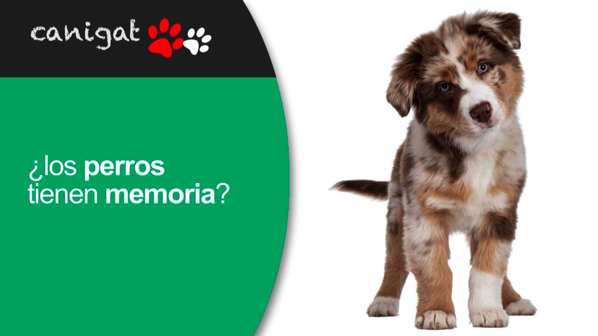 ¿los perrros tienen memoria?