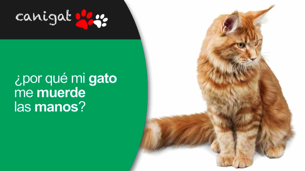 ¿por qué mi gato me muerde las manos?