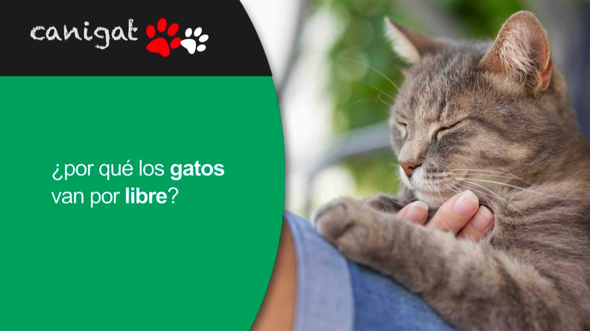 ¿por qué los gatos van por libre?