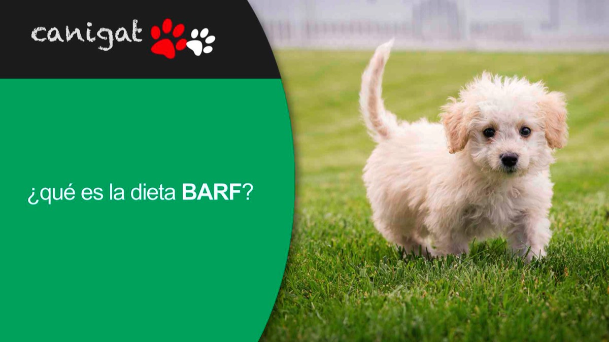 ¿qué es la dieta BARF?