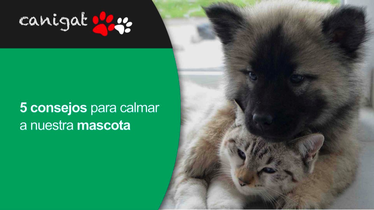 5 consejos para calmar a nuestra mascota