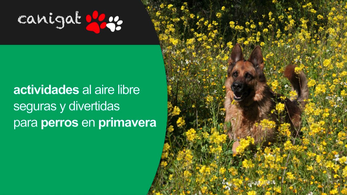 Actividades al aire libre seguras y divertidas para perros en primavera