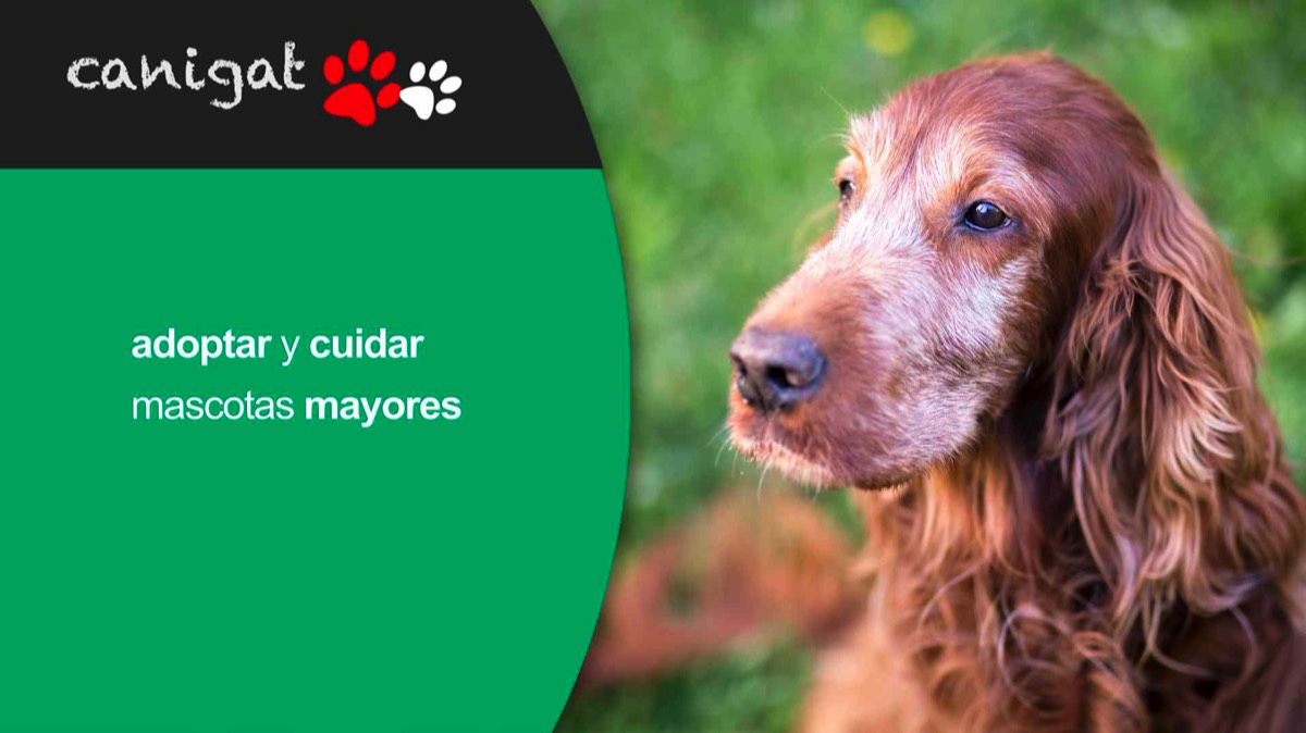 adoptar y cuidar mascotas mayores