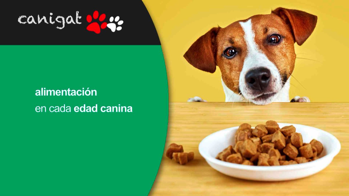 alimentación en cada edad canina