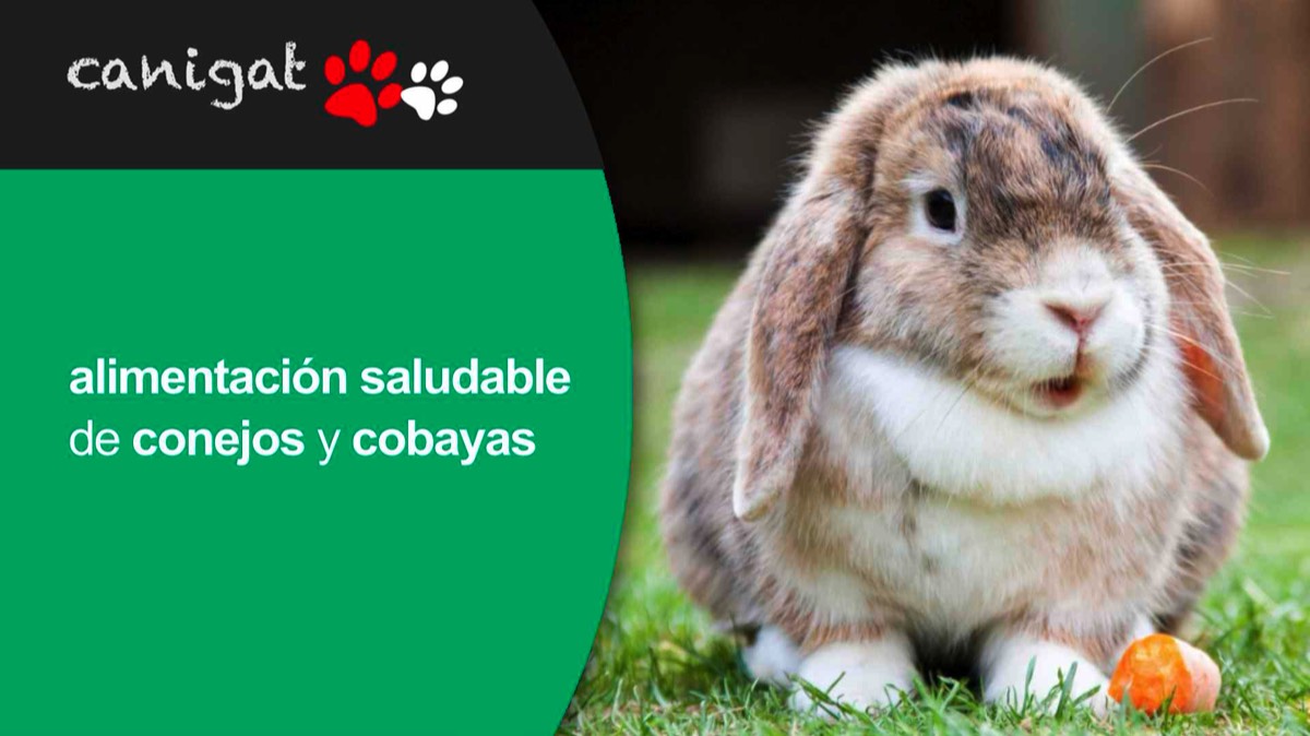 alimentación saludable de conejos y cobayas