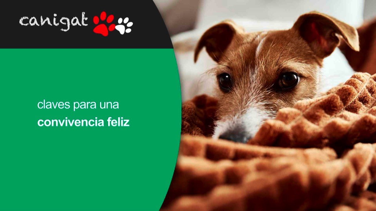 claves para una convivencia feliz