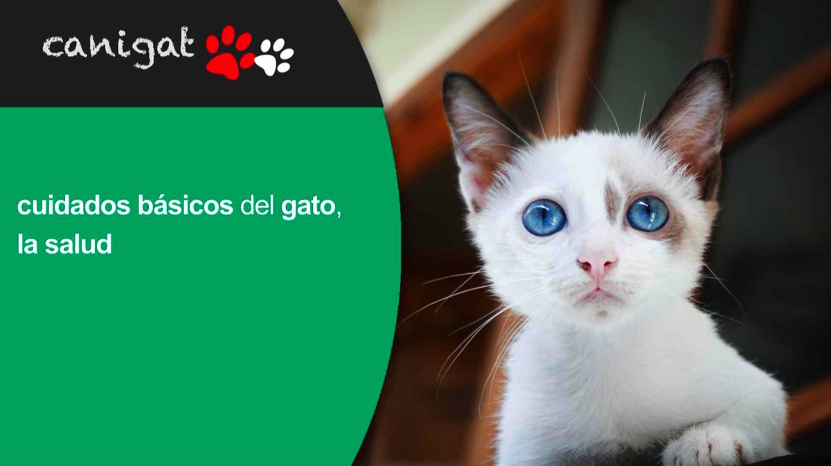cuidados básicos del gato, la salud