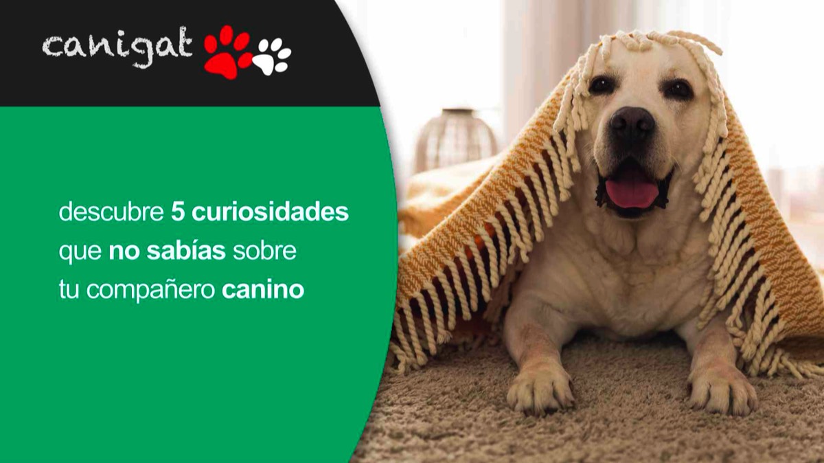 descubre 5 curiosidades que no sabías sobre tu compañero canino
