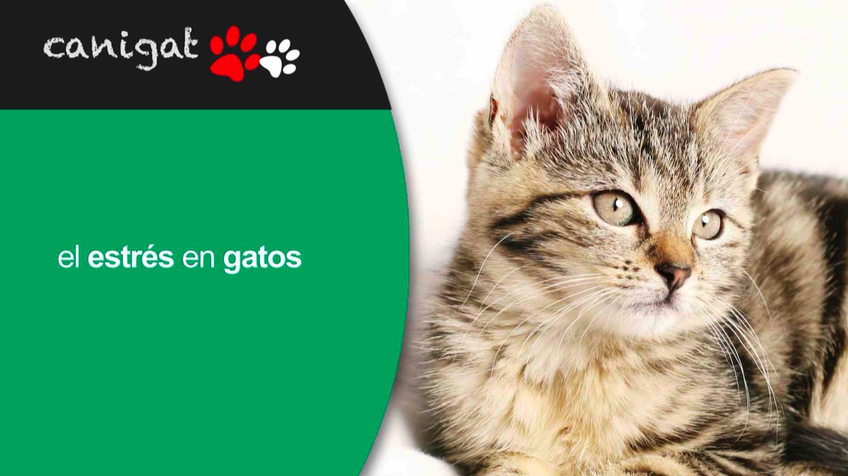el estrés en gatos
