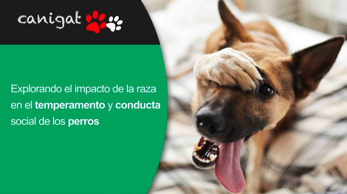 Explorando el impacto de la raza en el temperamento y conducta social de los perros