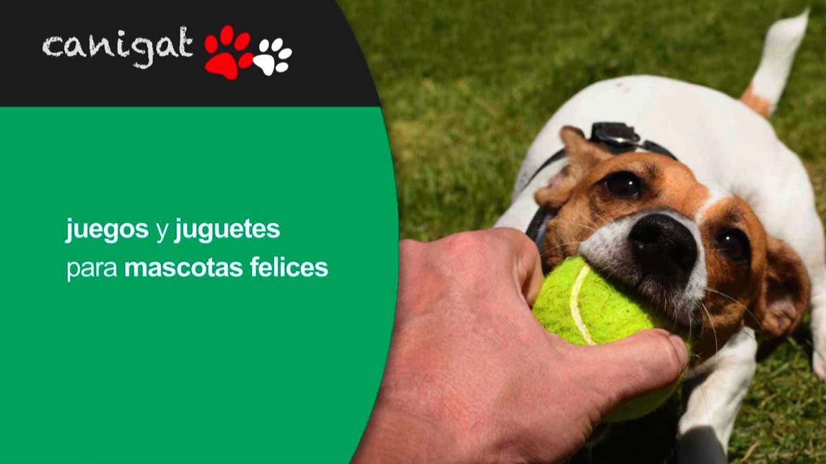 juegos y juguetes para mascotas felices