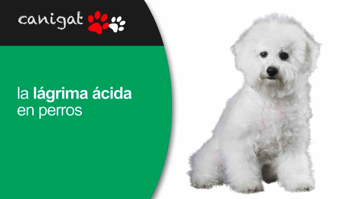 lágrima ácida en perros
