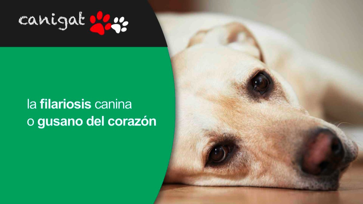 La filariosis canina o gusano del corazón