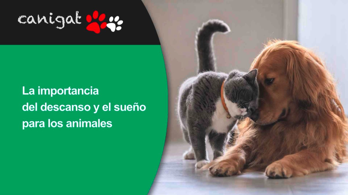 La importancia del descanso y el sueño para los animales
