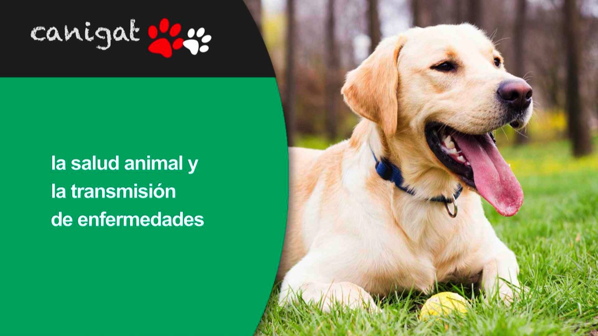 la salud animal y la transmisión de enfermedades