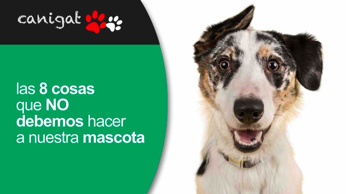las 8 cosas que NO debemos hacer a nuestra mascota