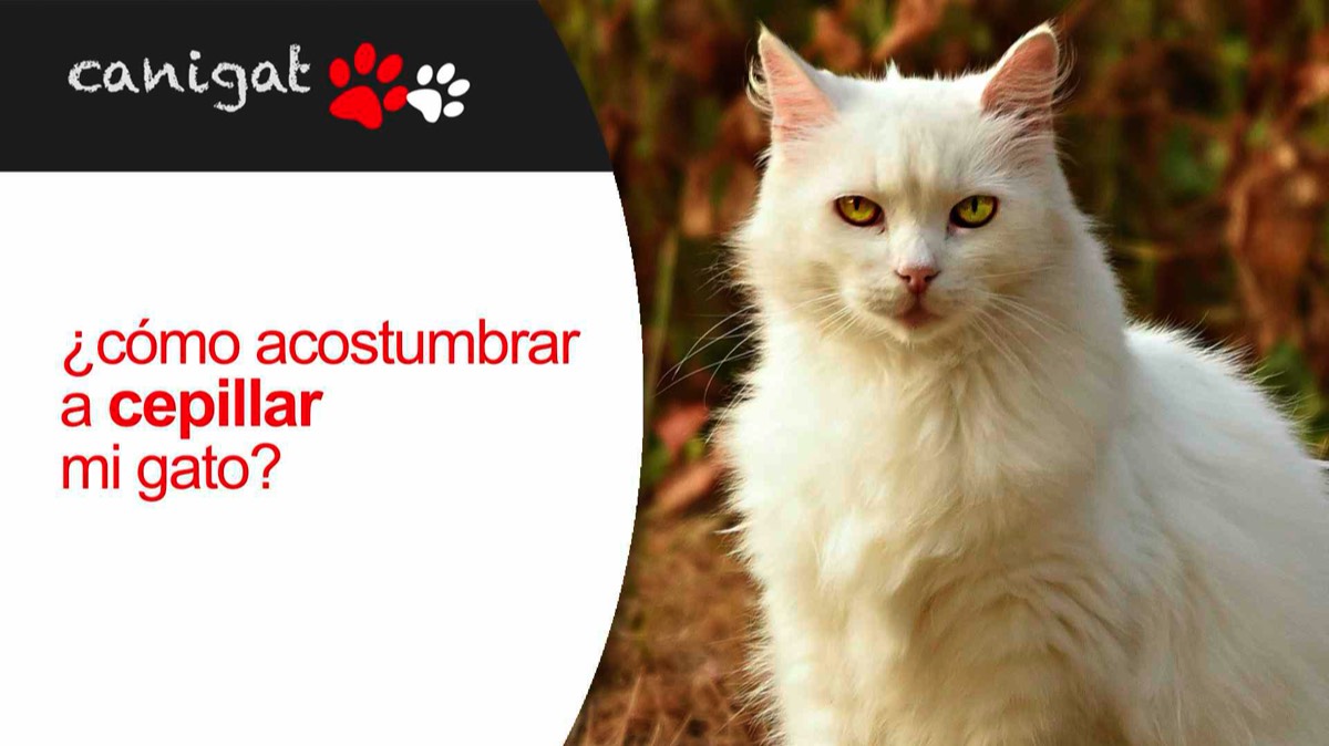 ¿cómo acostumbrar a cepillar mi gato?