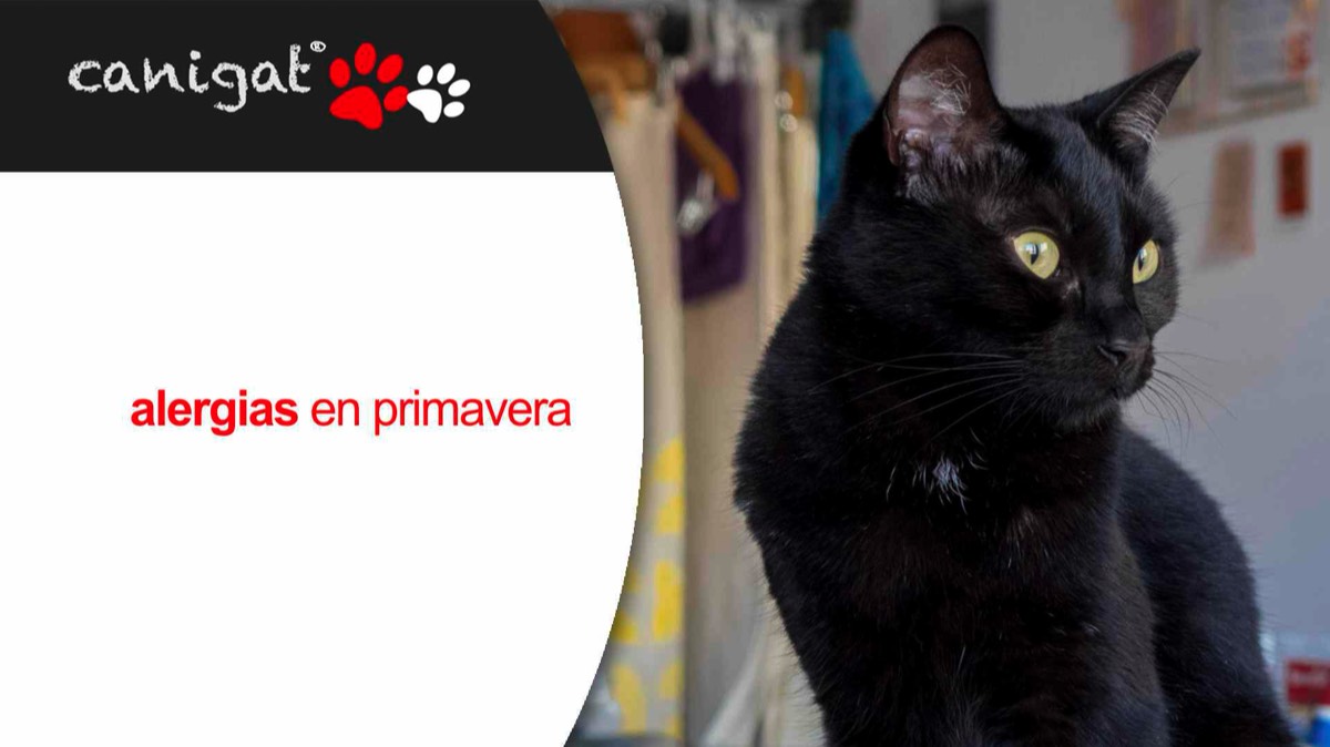 ¿cómo actuar antes unos gatitos abandonados?
