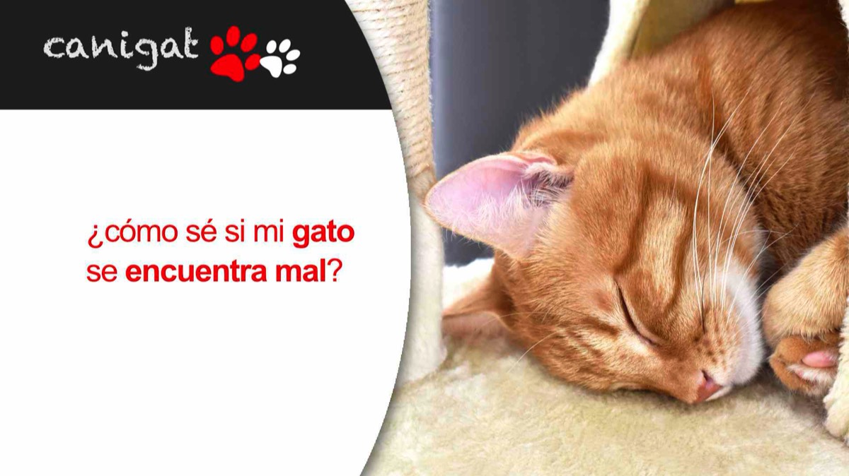 ¿cómo sé si mi gato se encuentra mal?