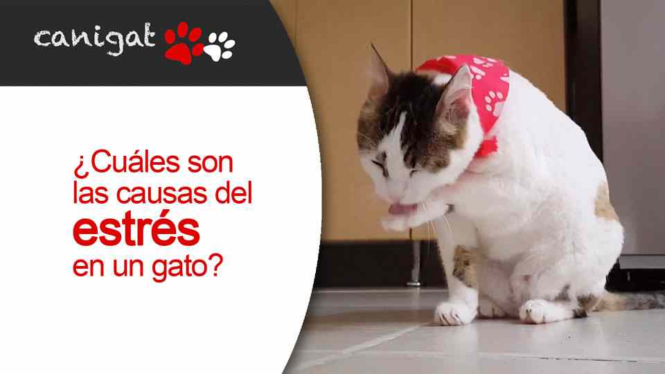 ¿Cuáles son las causas del estrés en un gato?