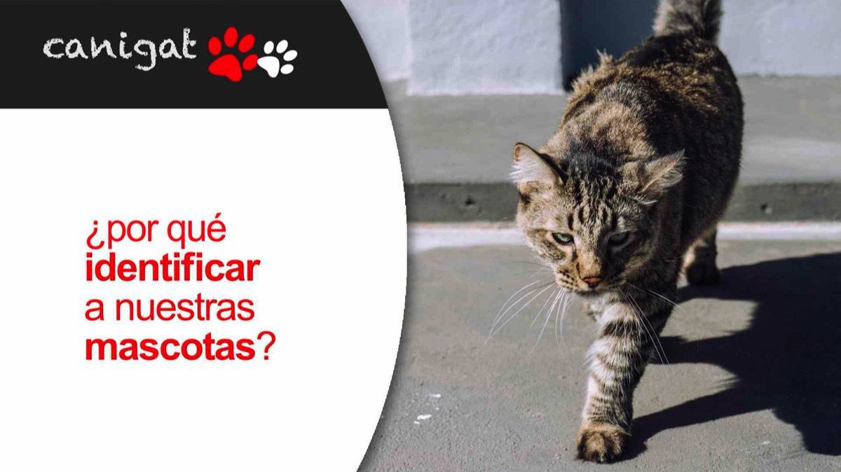 ¿por qué identificar a nuestras mascotas?
