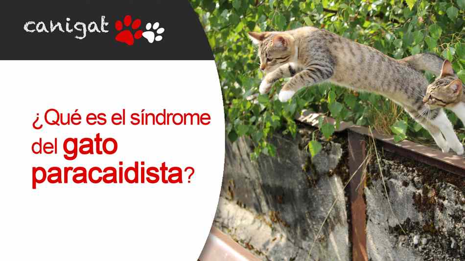 ¿Qué es el síndrome del gato paracaidista?