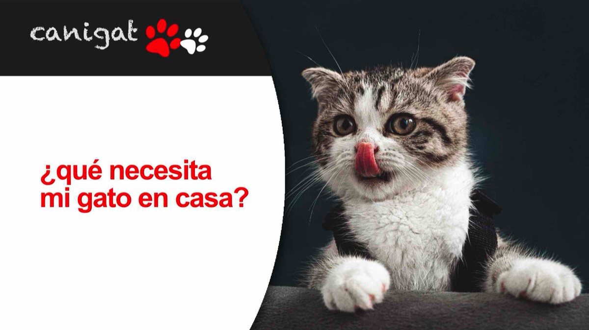 ¿qué necesita mi gato?
