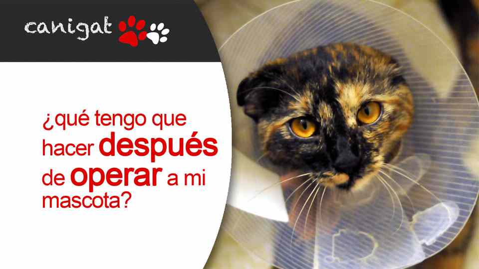 ¿qué tengo que hacer después de operar a mi mascota?