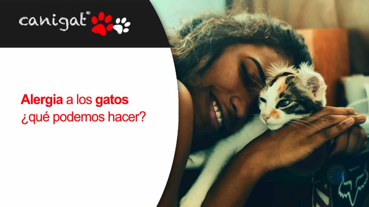Alergia a los gatos, ¿qué podemos hacer?