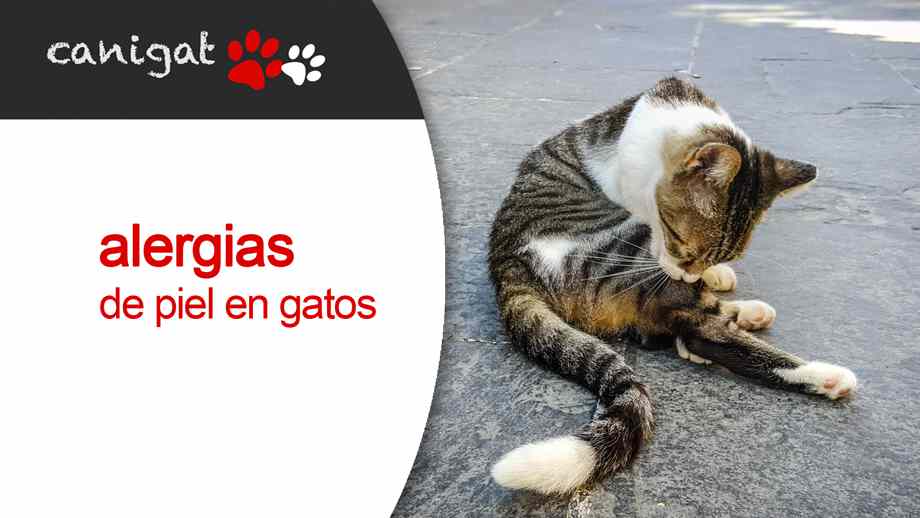 alergias de piel en gatos