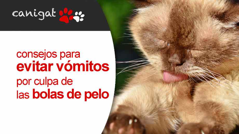 consejos para evitar que mi gato vomite por culpa de las bolas de pelo