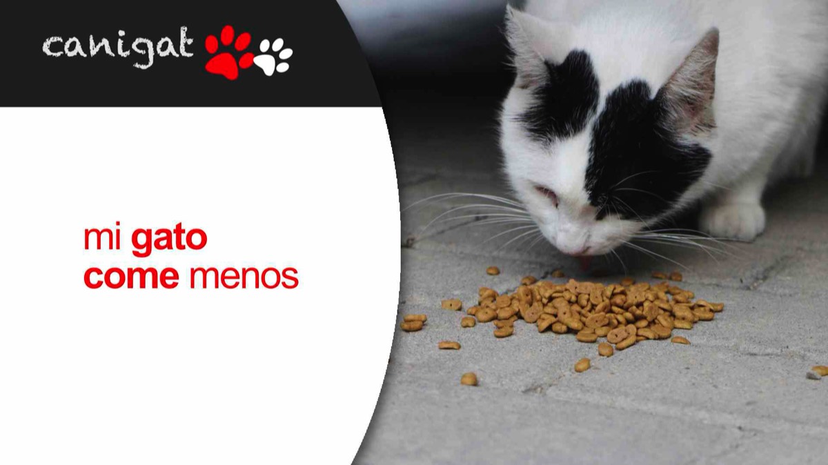 mi gato come menos