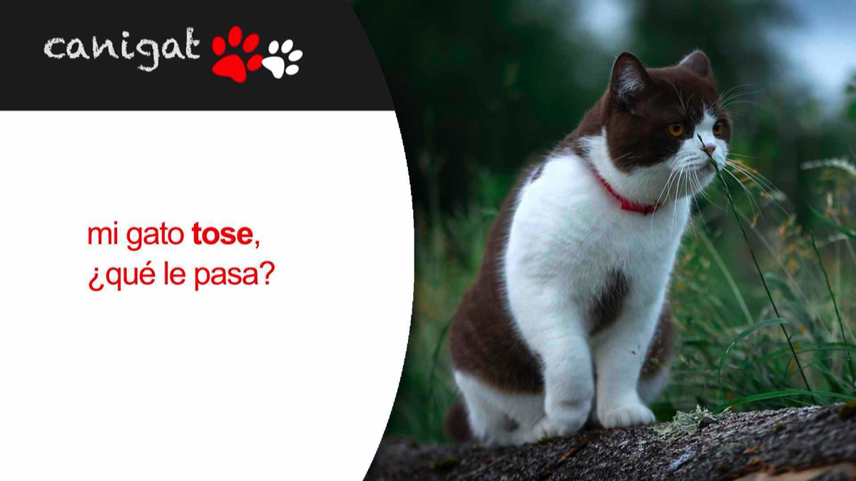 mi gato tose, ¿qué le pasa