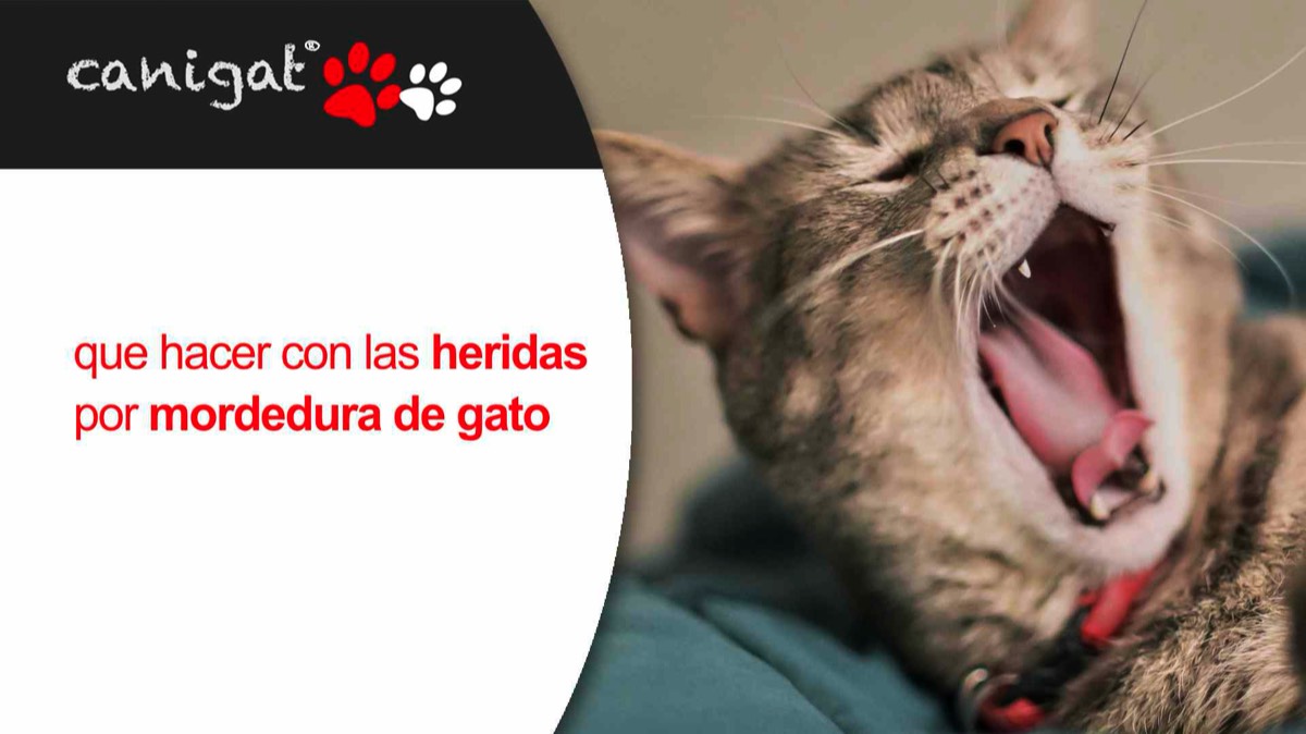 que hacer con las heridas por mordedura de gato