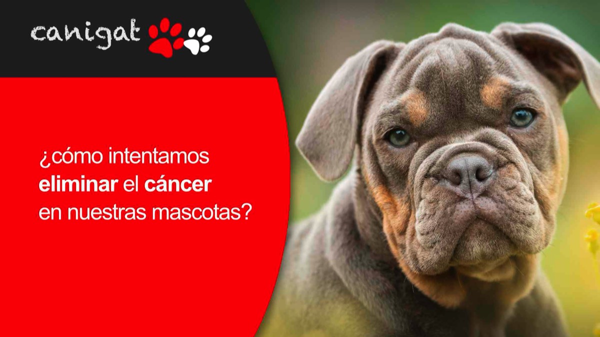 ¿cómo intentamos eliminar el cáncer en nuestras mascotas?