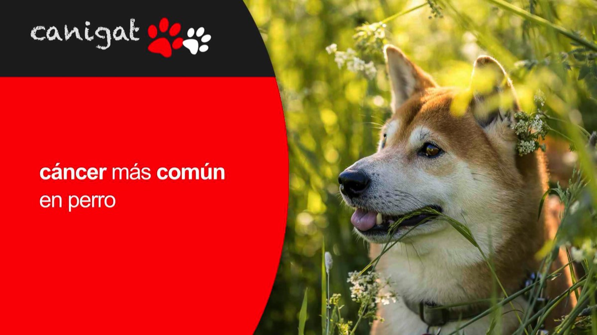 cáncer más común en perro