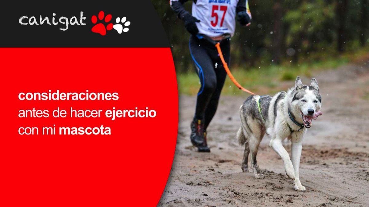consideraciones antes de hacer ejercicio con mi mascota