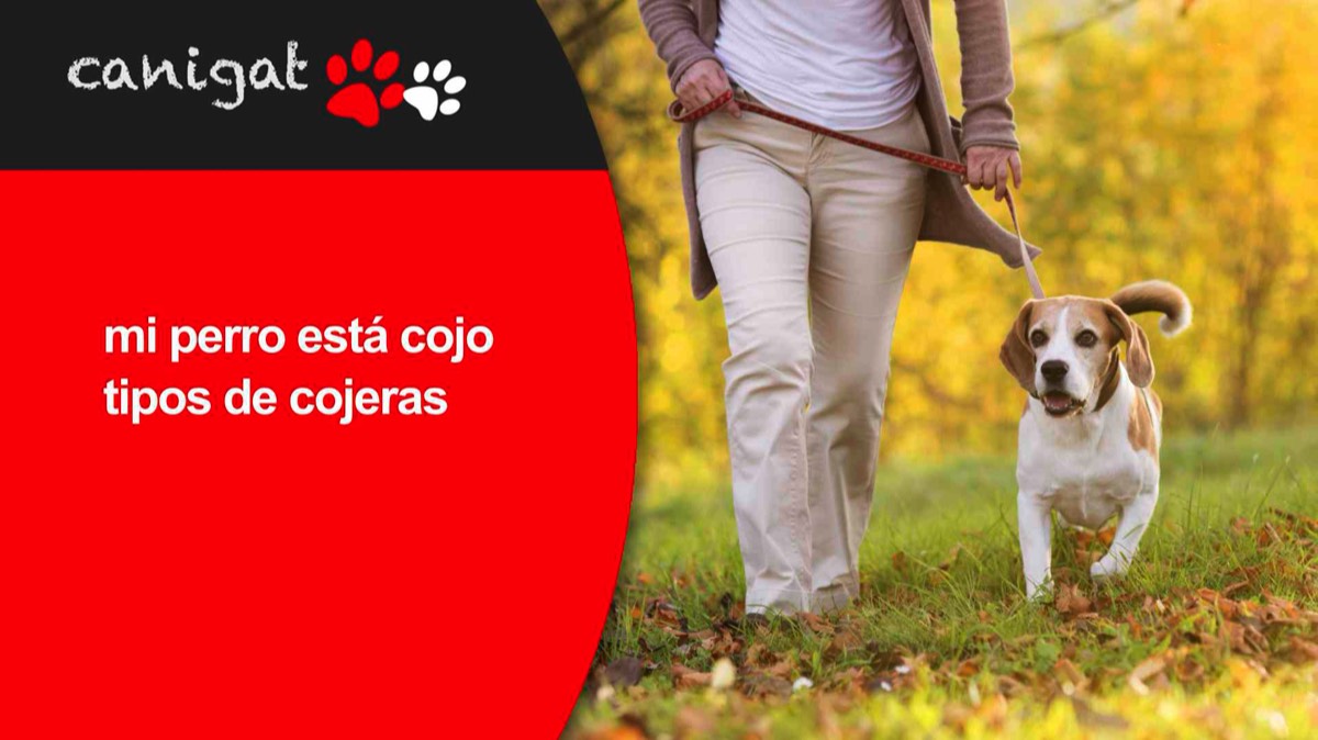 mi perro está cojo tipos de cojeras