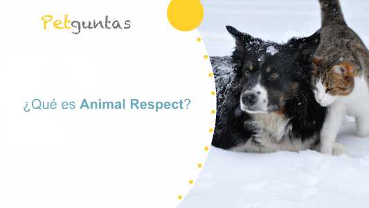 ¿qué es Animal Respect?